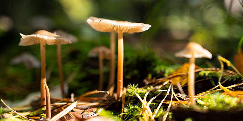 The progeny of the &ldquo;stoned ape&rdquo; theory