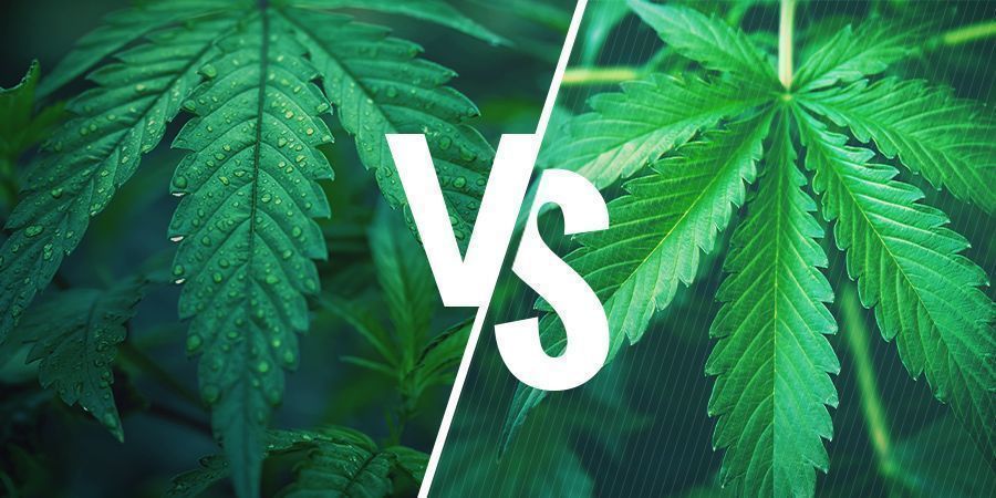 Indika vs. sativa &mdash; Jak vybrat spr&aacute;vnou odrůdu pro sv&eacute; konopn&eacute; poživatiny