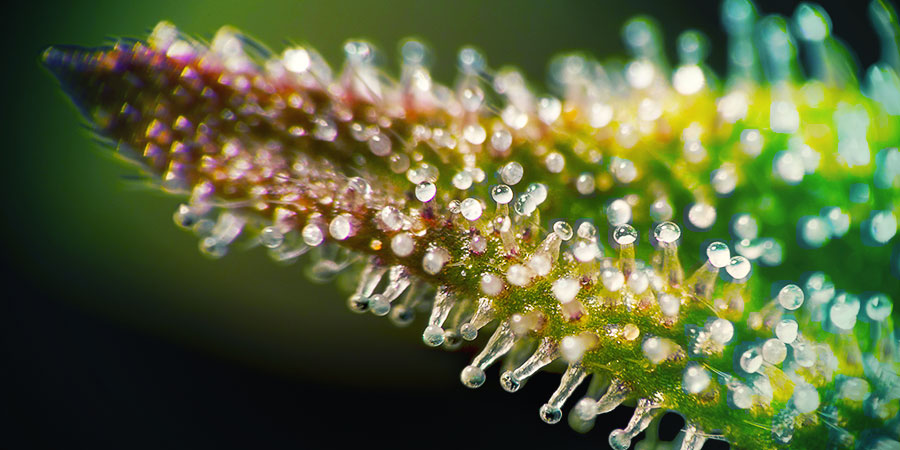 KANABINOIDY: &Uacute;ČINKY KONOP&Iacute; Z HOKKAIDA