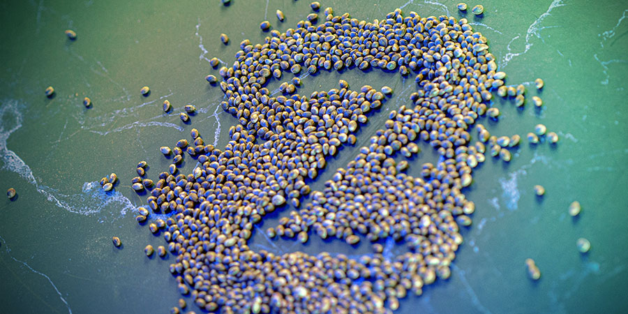 Hokkaido konop&iacute; patř&iacute; do va&scaron;&iacute; sb&iacute;rky