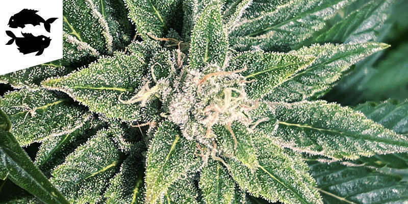 Ryby (19. &uacute;nora &ndash; 20. března)