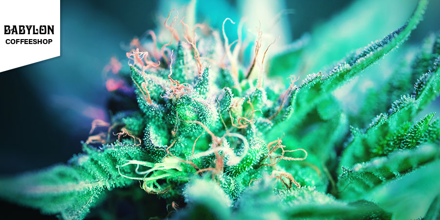 Babylon Coffeeshop - nejlep&scaron;&iacute; hybridn&iacute; konop&iacute; v Amsterdamu
