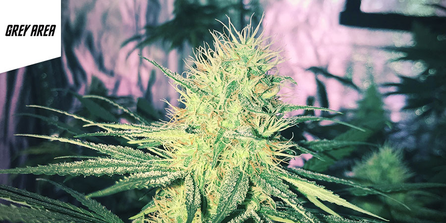 Grey Area Coffeeshop - Nejlep&scaron;&iacute; hybridn&iacute; konop&iacute; v Amsterdamu