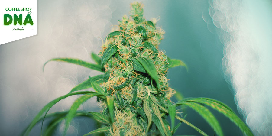 Coffeeshop DNA - Nejlep&scaron;&iacute; hybridn&iacute; konop&iacute; v Amsterdamu