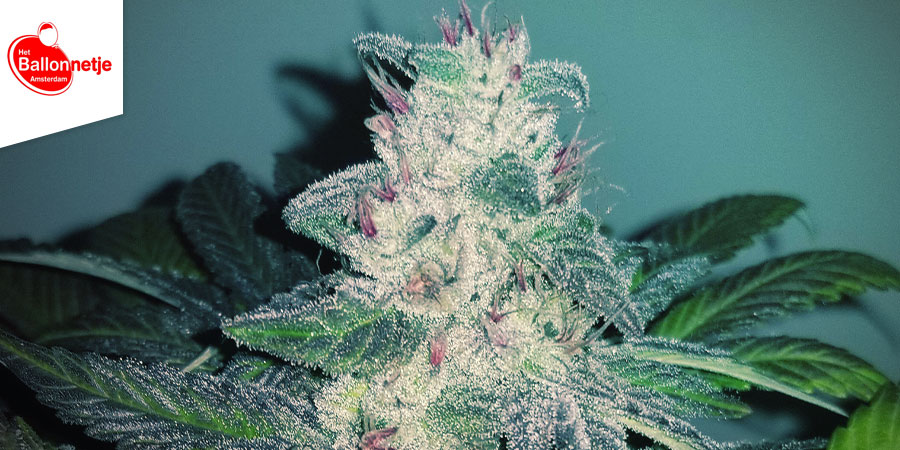 Coffeeshop Het Ballonnetje - nejlep&scaron;&iacute; hybridn&iacute; konop&iacute; v Amsterdamu