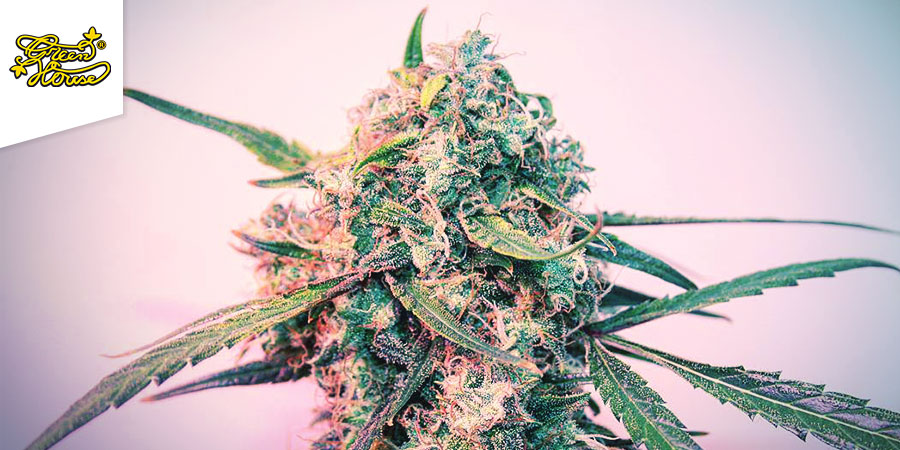 Green House Coffeeshop - Nejlep&scaron;&iacute; hybridn&iacute; konop&iacute; v Amsterdamu