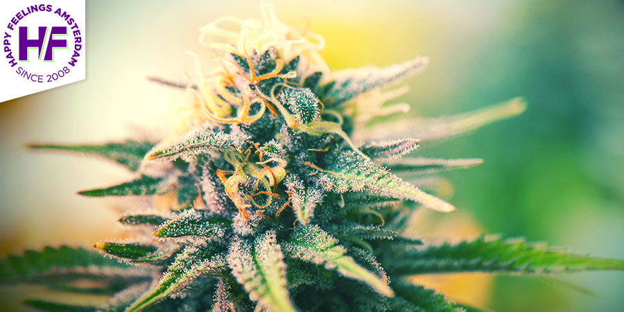 Coffeeshop Happy Feelings - nejlep&scaron;&iacute; hybridn&iacute; konop&iacute; v Amsterdamu