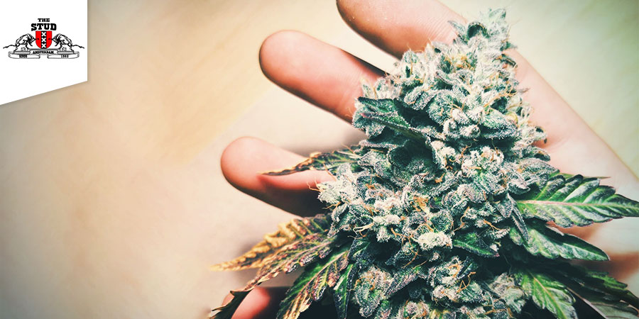 Coffeeshop The Stud - nejlep&scaron;&iacute; hybridn&iacute; konop&iacute; v Amsterdamu