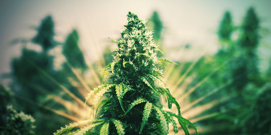 S&iacute;la hybridn&iacute;ch květů