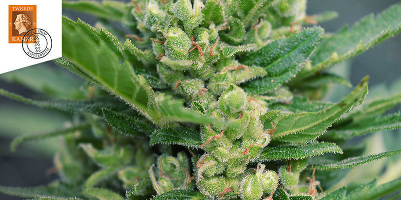 Nejlep&scaron;&iacute; sativov&eacute; odrůdy: coffeeshop Tweede Kamer Amsterdam