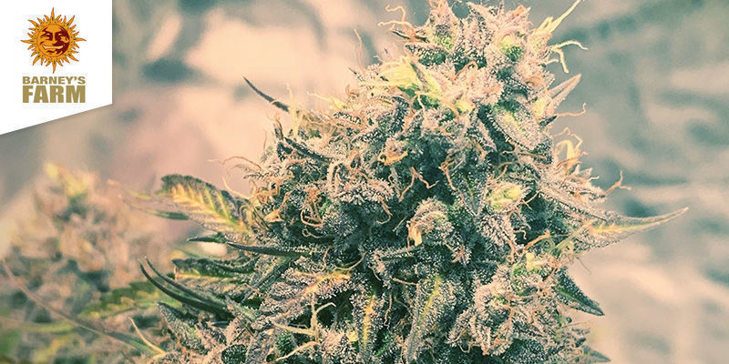 Nejlep&scaron;&iacute; sativa: Coffeeshop Barney's Amsterdam