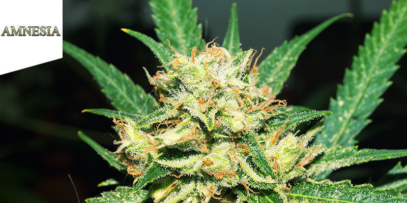 Nejlep&scaron;&iacute; sativa: Coffeeshop Amnesia Amsterdam