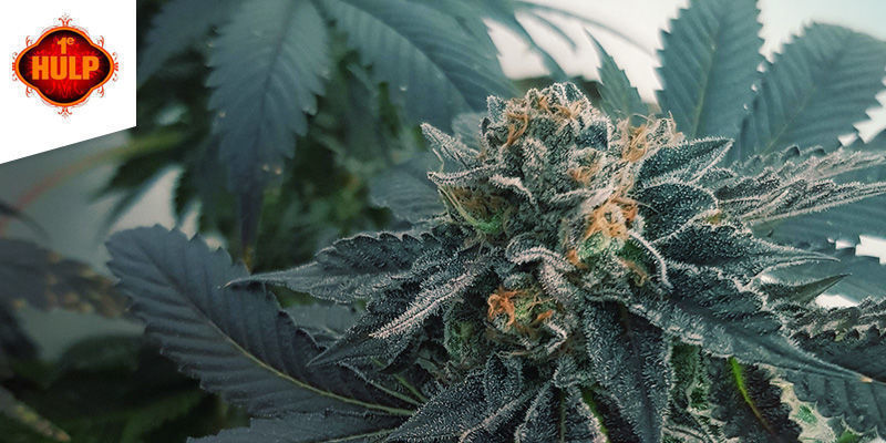 Nejlep&scaron;&iacute; sativa tr&aacute;va: coffeeshop 1e Hulp Amsterdam