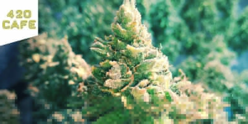 Nejlep&scaron;&iacute; sativov&eacute; odrůdy: coffeeshop 420 Caf&eacute; Amsterdam