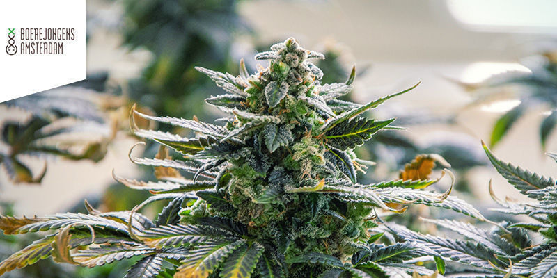 Nejlep&scaron;&iacute; sativa: Coffeeshop Boerejongens Amsterdam