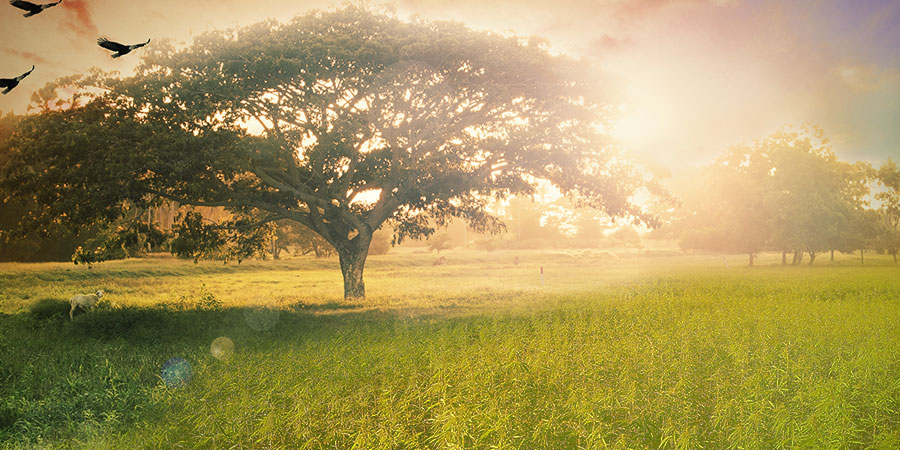 Konop&iacute;: posv&aacute;tn&eacute;, nebo prof&aacute;nn&iacute;?