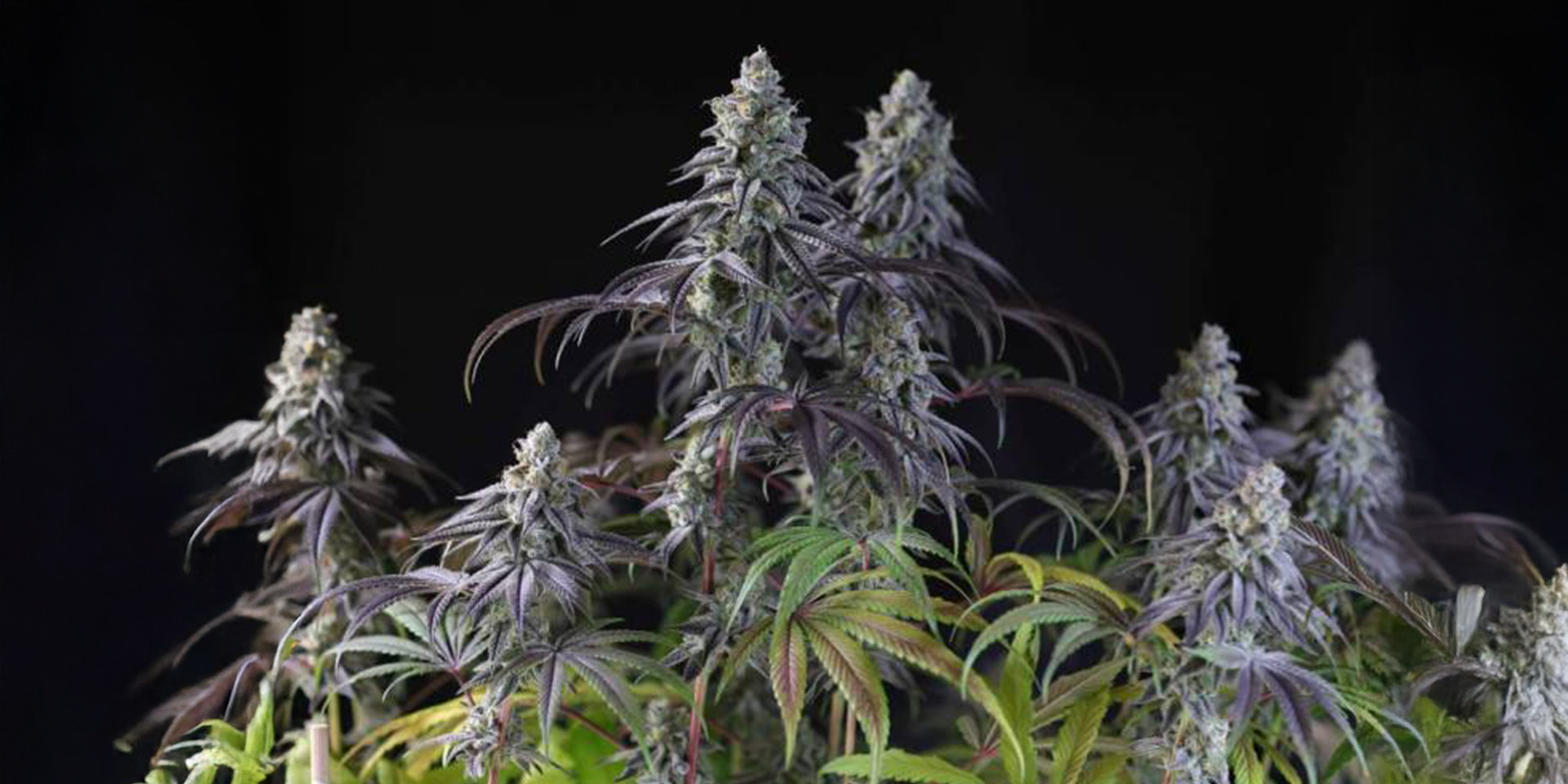 Nejlep&scaron;&iacute; odrůdy odoln&eacute; vůči chladu pro pěstov&aacute;n&iacute; v zimě