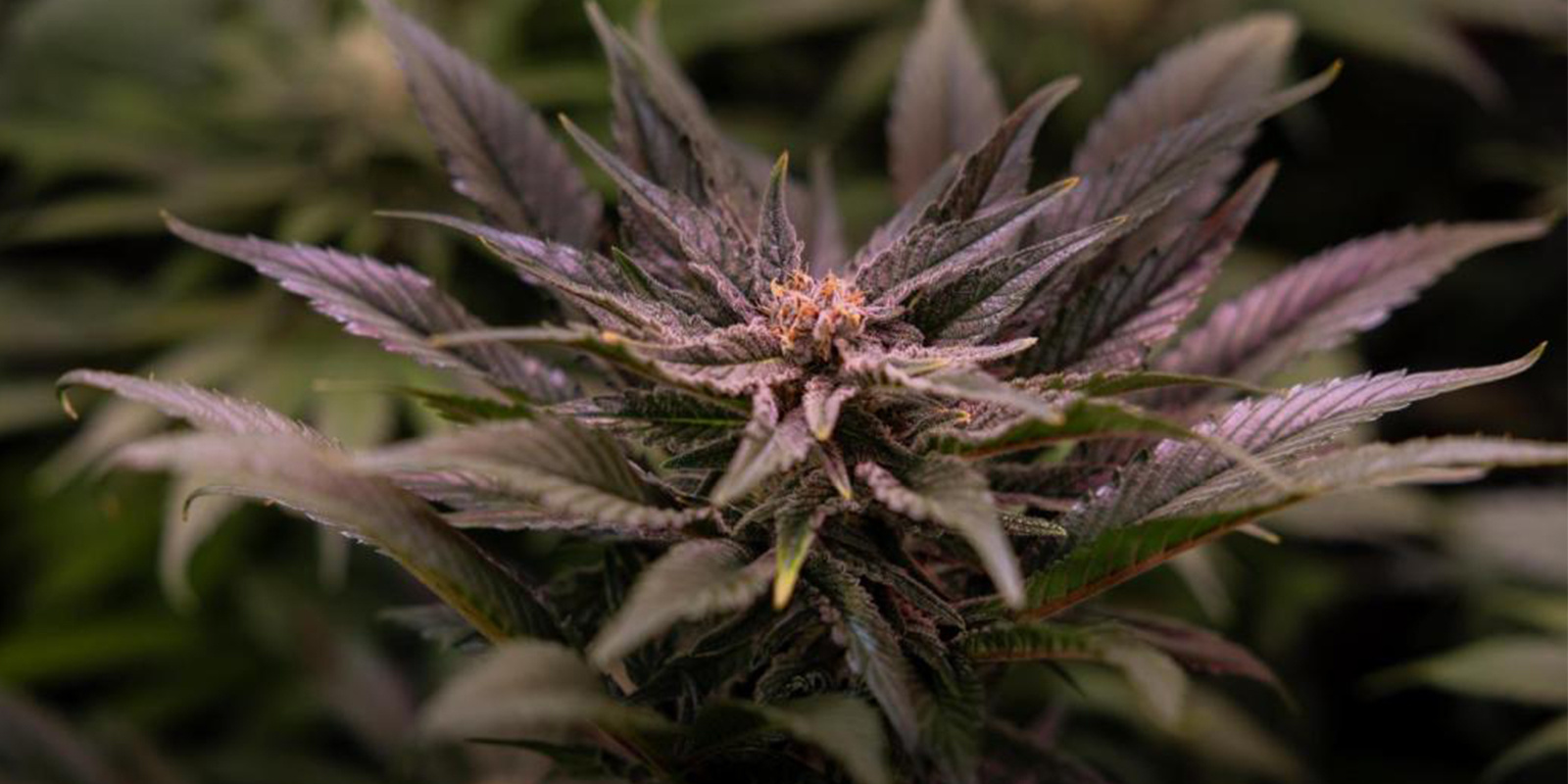 Minim&aacute;ln&iacute; teplota potřebn&aacute; pro konop&iacute;