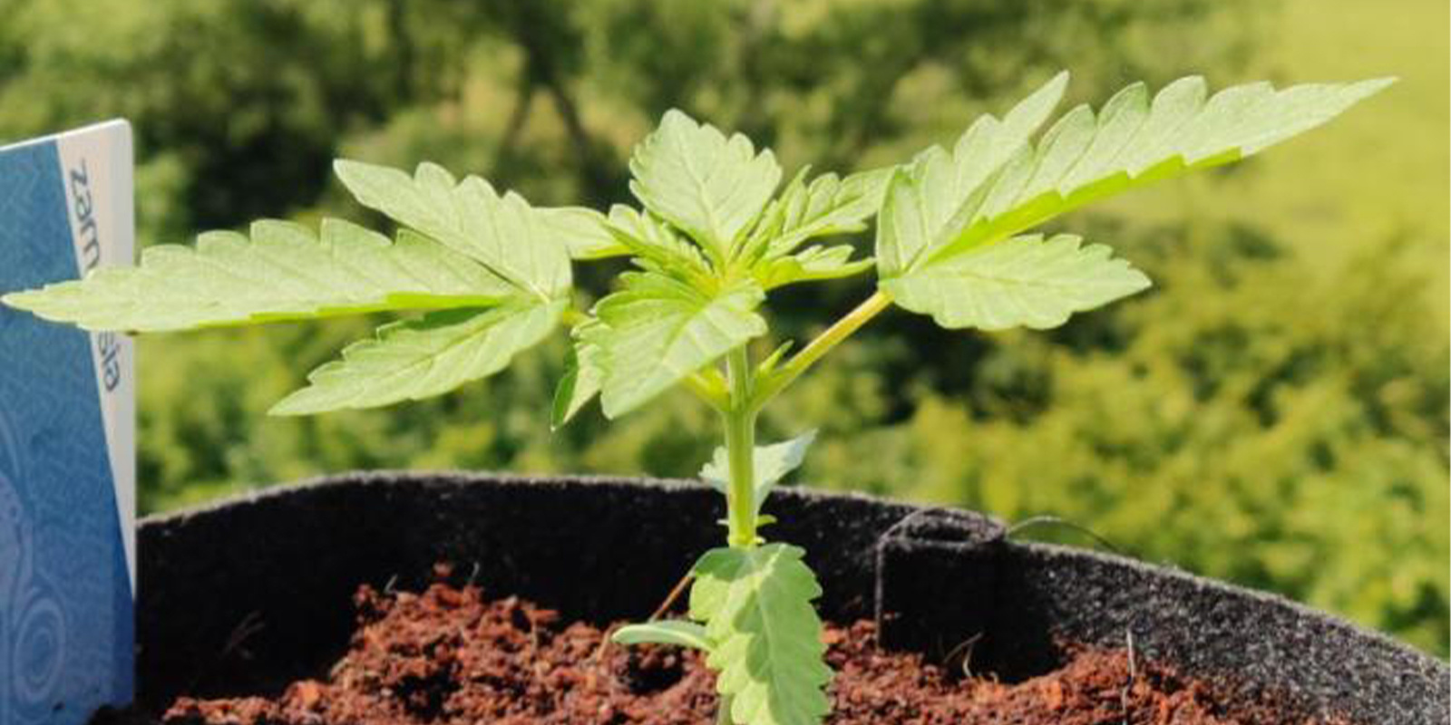 Oblasti, kde se zimn&iacute; pěstov&aacute;n&iacute; dař&iacute; l&eacute;pe