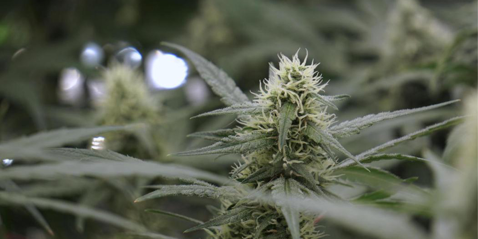 Should you grow indoors instead?