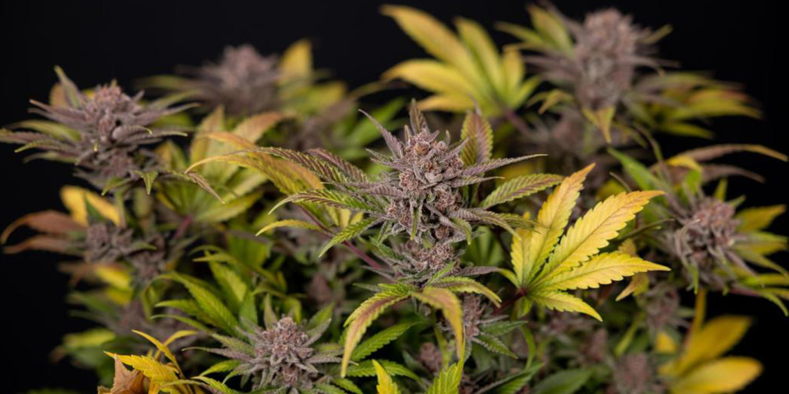 Tipy pro pěstov&aacute;n&iacute; konop&iacute; v zimě