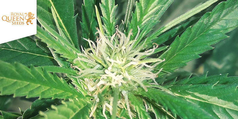 Cannabis Cup Basque, zn&aacute;m&yacute; tak&eacute; jako Expogrow