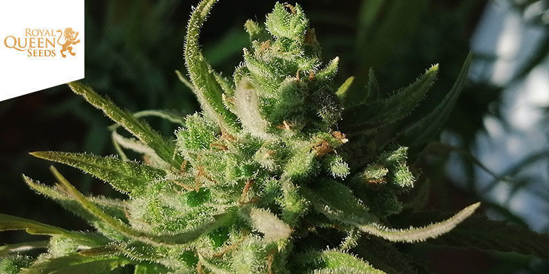 Amnesia Mac Ganja (Amg) &mdash; Royal Queen Seeds