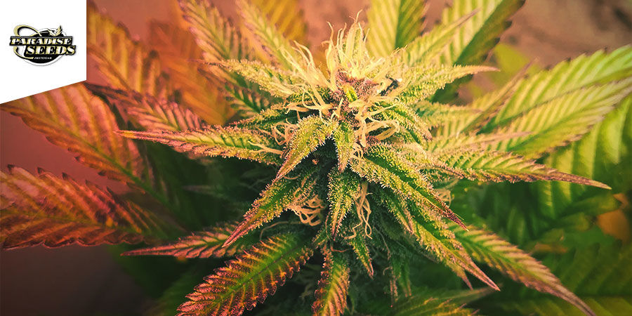 Belladonna &mdash; Paradise Seeds