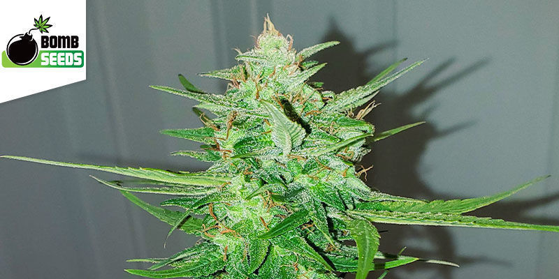 Cosmic Bomb Auto &mdash; Bomb Seeds