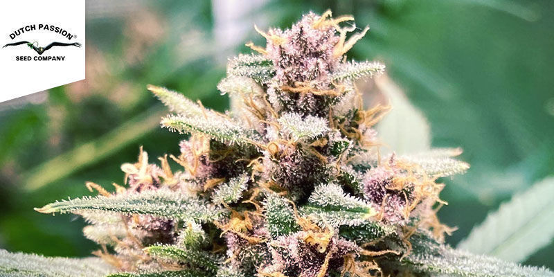 Durban Poison &mdash; Dutch Passion