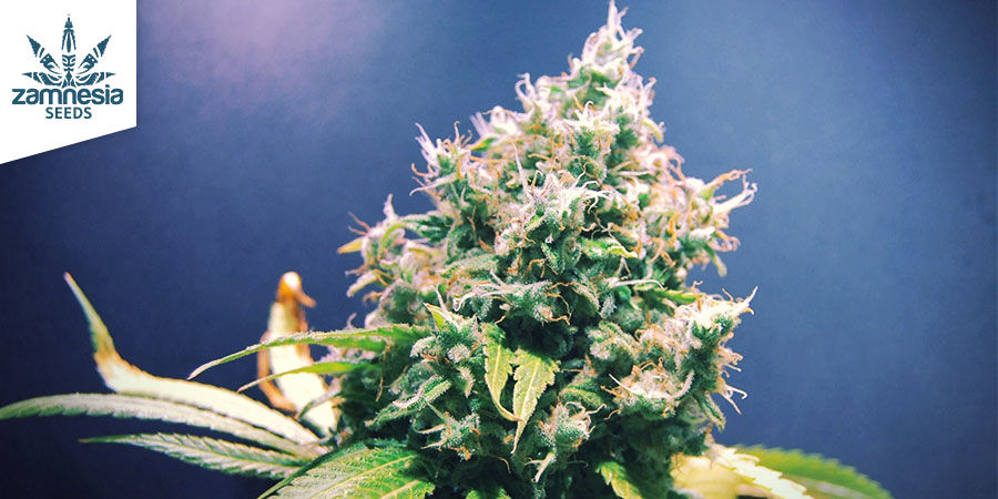 Lemon Power Haze &mdash; Zamnesia Seeds