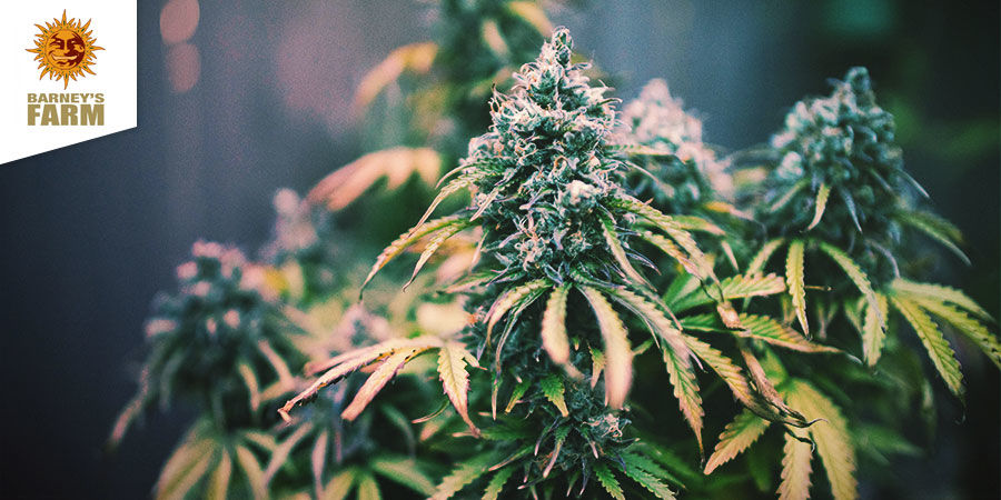 LSD &mdash; Barney's Farm