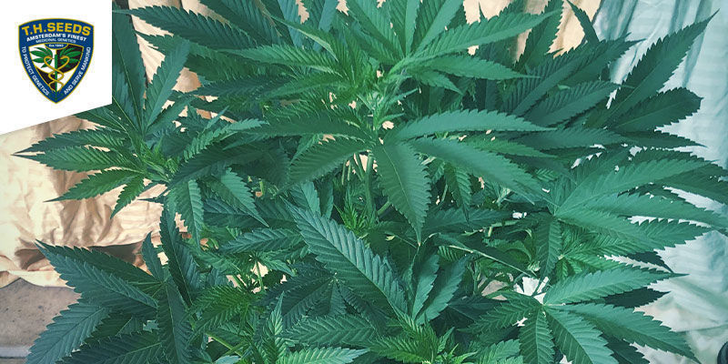 Mk-Ultra &mdash; T.H. Seeds