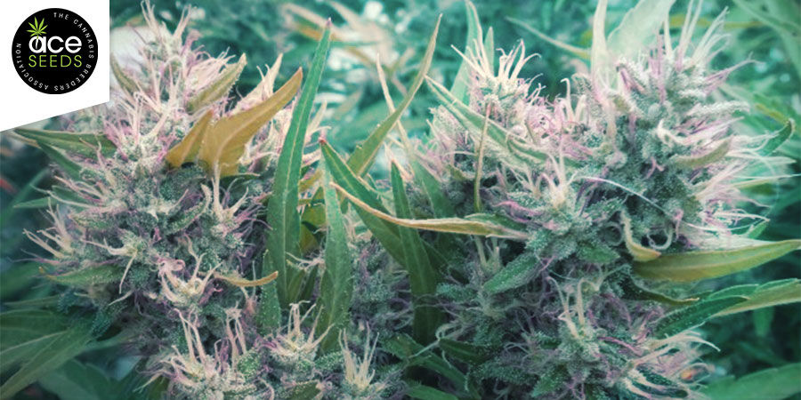 Malawi &mdash; ACE Seeds