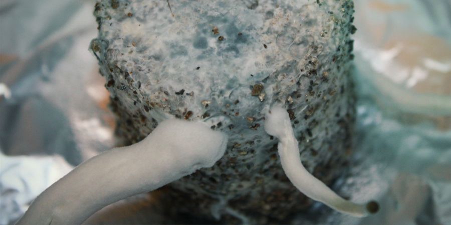 MŮŽE SE MYCELIUM TAK&Eacute; ZBARVIT DO MODRA?