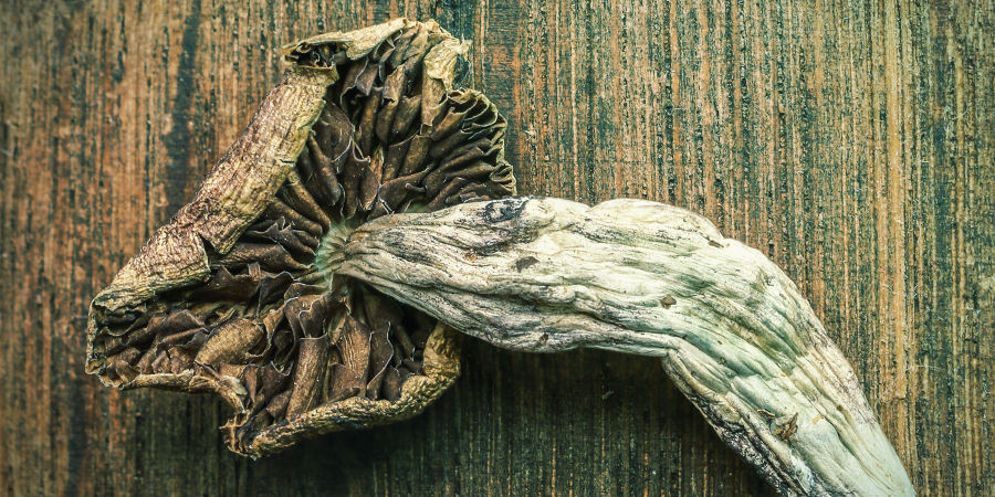 OVLIVŇUJE MODR&Aacute;N&Iacute; POTENCI LYSOHL&Aacute;VEK?