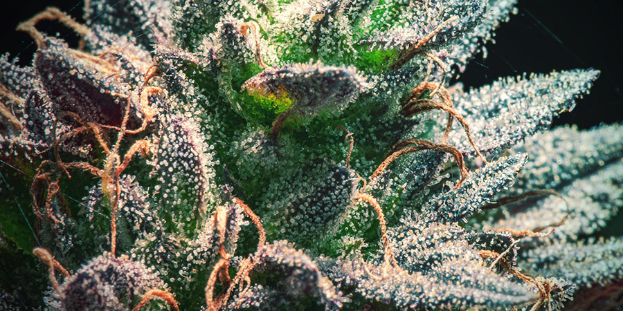 Don&rsquo;t Rush Harvest