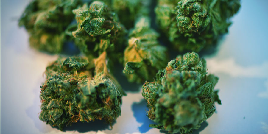 Co se stane, když nič&iacute;te květy konop&iacute;?