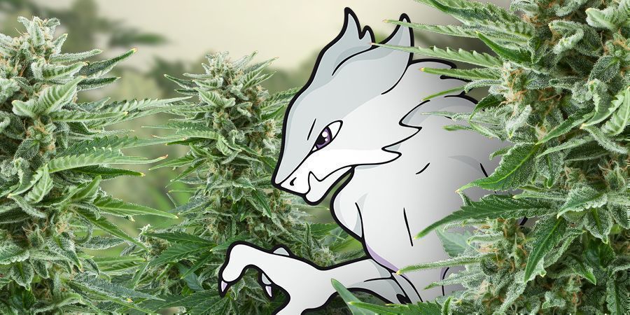 Poznejte White Monster Automatic