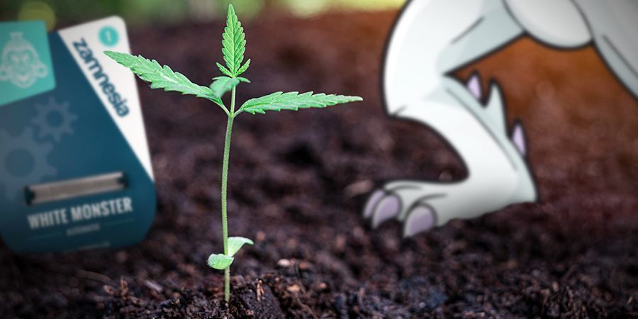 Pěstov&aacute;n&iacute; White Monster Automatic