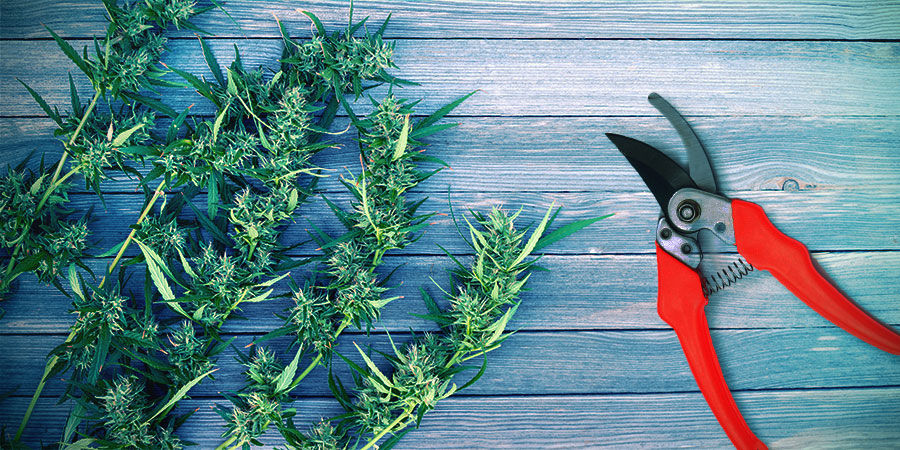 Sklizeň konop&iacute;