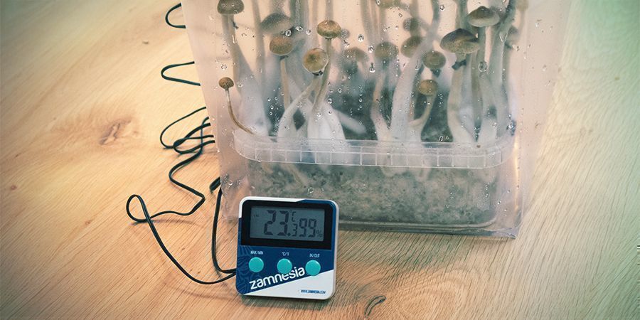 Počet flushů a doba růstu