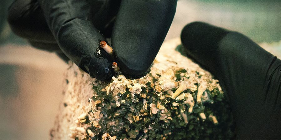 Nam&aacute;čen&iacute; substr&aacute;tu pro v&iacute;ce sklizn&iacute;