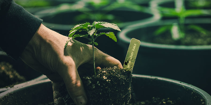 JAK PĚSTOVAT SUPER SILVER HAZE