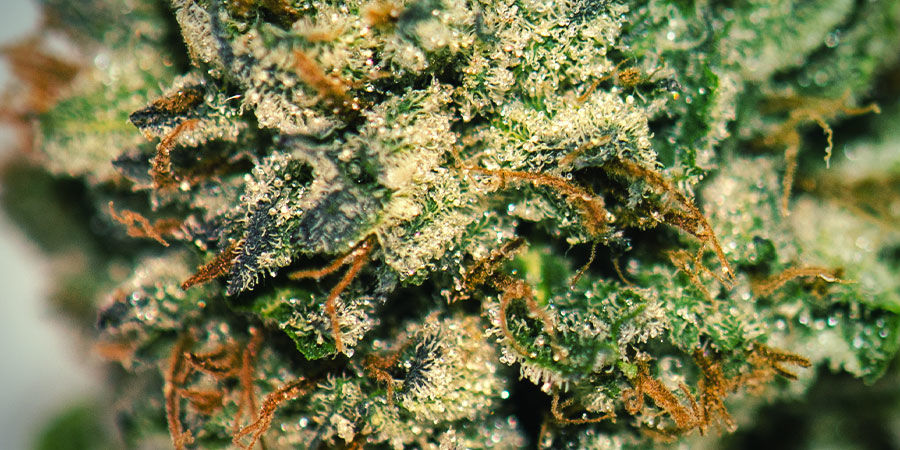 JAK PĚSTOVAT GORILLA ZKITTLEZ