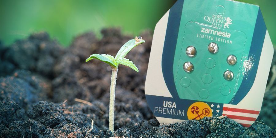 Pěstov&aacute;n&iacute; ZZ Punch