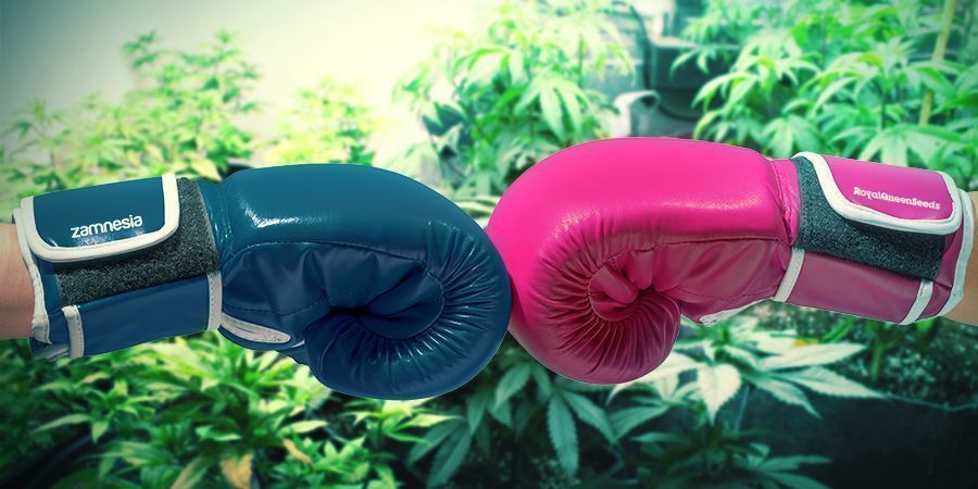 Zamnesia a RQS: Spojen&iacute; stvořen&eacute; v nebi