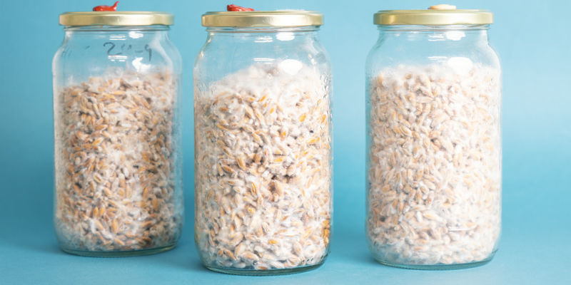 Co přesně je mushroom spawn?