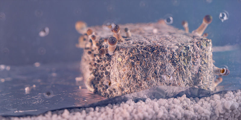 Co je to shotgun plod&iacute;c&iacute; komora?