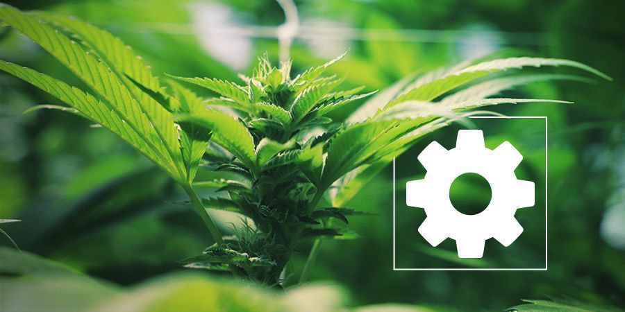 PROČ JSOU SAMONAKV&Eacute;TAC&Iacute; GENETIKY TAK OBĚ&Iacute;BEN&Eacute;